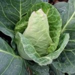 Cabbage Seeds – F1 Dutchman