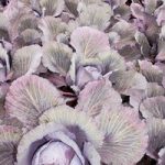 Cabbage Seeds – F1 Lodero