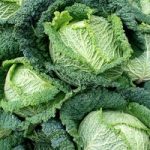 Cabbage Plants – Savoy Continuity Collection