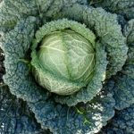 Cabbage (Savoy) Seeds – F1 Serpentine