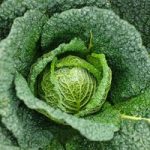 Cabbage Savoy (Organic) Seeds – Vertus