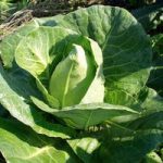 Cabbage (Organic) Seeds – Chateaurenard