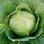 Cabbage Seeds – Cabbice F1