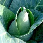 Cabbage (Organic) Seeds – Caraflex F1