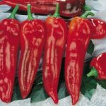 Pepper Sweet Seeds – Corno di toro rosso