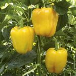 Pepper Grafted Plant – F1 Chelsea
