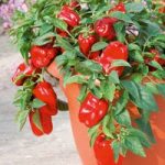 Pepper Sweet Seeds – F1 Redskin