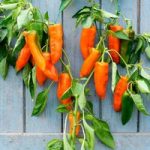 Pepper Long Sweet Grafted Plants – Orange Kiss