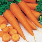 Carrot Seeds – St. Valery