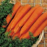 Carrot Seeds – F1 Resistafly