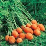 Carrot Seeds – Rondo