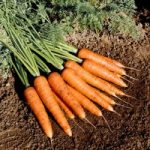 Carrot Seeds – F1 Fire Wedge