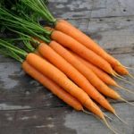 Seed Tape – Carrot Amsterdam Forcing 3
