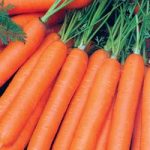 Carrot (Organic) Seeds – Resistafly F1
