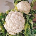 Cauliflower Seeds – Snowball A