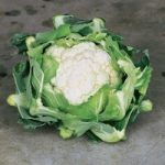 Cauliflower Seeds – F1 Clapton