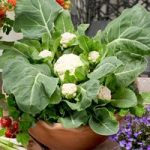 Cauliflower Seeds – F1 Multi-Headed