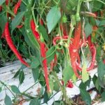 Pepper Chilli Seeds – De Cayenne