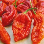 Pepper Chilli Seeds – Bhut Jolokia Fiery Furnace