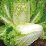 Chinese Cabbage Seeds – Hilton