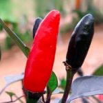 Pepper Chilli Seeds – Zimbabwe Black