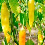 Pepper Chilli Seeds – Aji Habanero