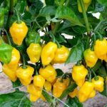 Chilli Pepper Plant – Trinidad Perfume