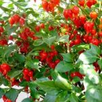 Pepper Chilli Seeds – Pearls