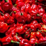 Chilli Pepper Plants – Carolina Reaper