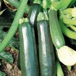 Courgette Plant – Sure Thing