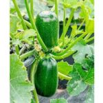 Courgette Seeds – F1 Green Griller