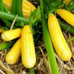 Courgette Seeds – F1 Goldmine
