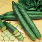 Cucumber Seeds – Telegraph Improved