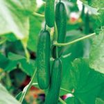 Cucumber (Organic) Seeds – Passandra F1