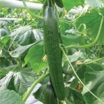 Cucumber Grafted Plant – F1 Carmen