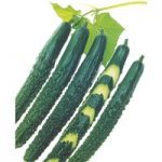 Cucumber Seeds – F1 Zipangu