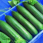 Cucumber (Organic) Seeds – F1 Paska