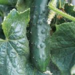 Cucumber Seeds – Marketmore