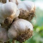 Garlic (Softneck) Bulbs – Cledor (Spring)