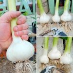 Garlic Bulbs – Elephant