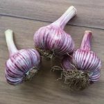 Garlic Bulbs – Rose Wight