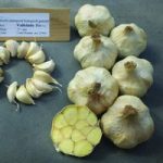 Garlic (Autumn) Vallelado Organic