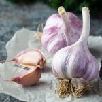 Garlic Plants – Caulk Wight