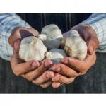 Garlic Bulbs – Tuscany Wight