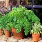 Parsley Seeds – Moss Curled 2
