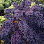 Kale Plants – Redbor