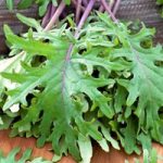 Kale Plug Plants – Red Russian