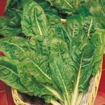 Keep Cropping Spinach Plants – Perpetual