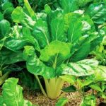 Seed Tape – Perpetual Spinach Leaf