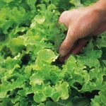 Lettuce Seeds – Salad Bowl